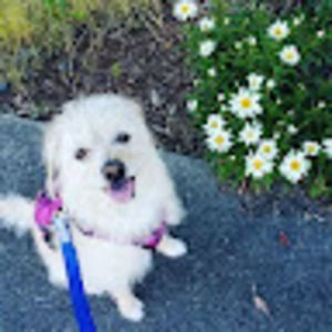 Meet your Posher, Alisha